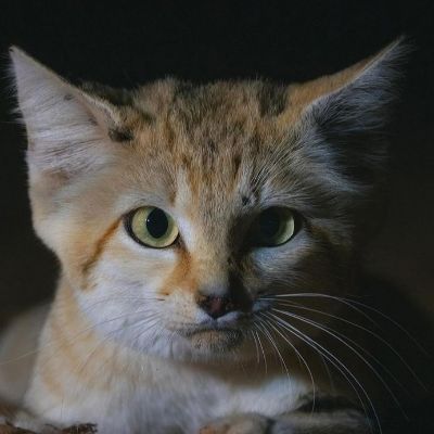Munazza Khan Profile Picture