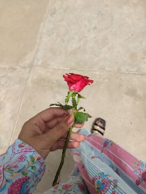 Mahpara Khan Profile Picture