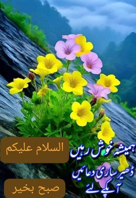 Raza Mustafa H Profile Picture