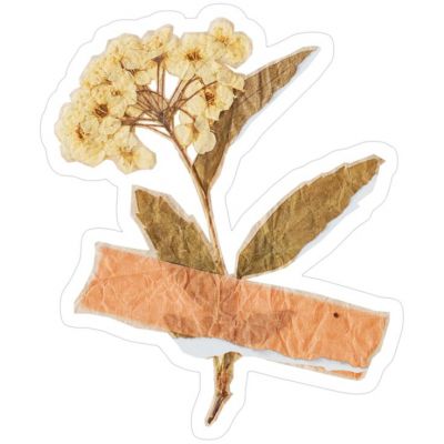 Ayesha Aslam Profile Picture